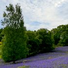 Ginster und Bluebells