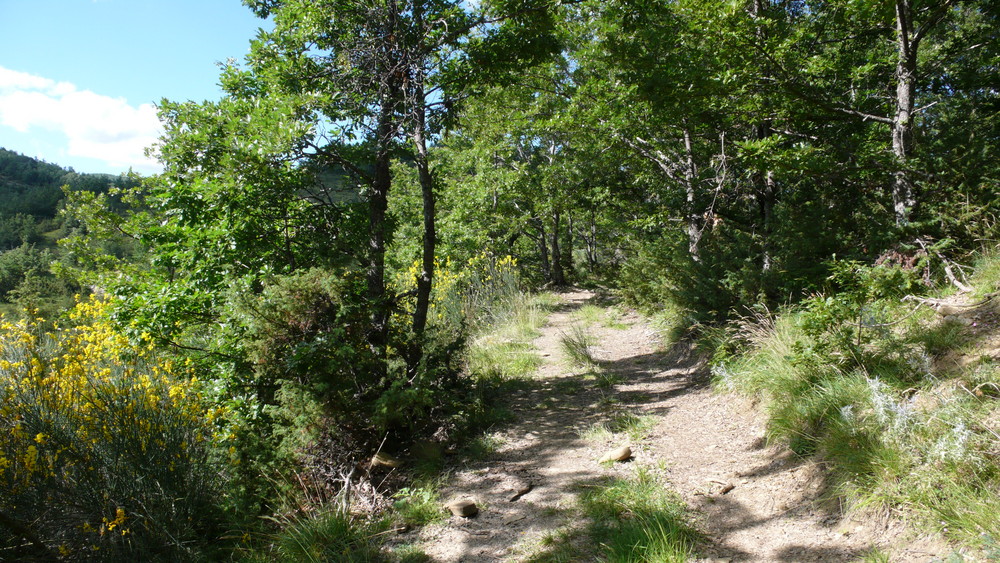 Ginster und Eichen am Wanderweg