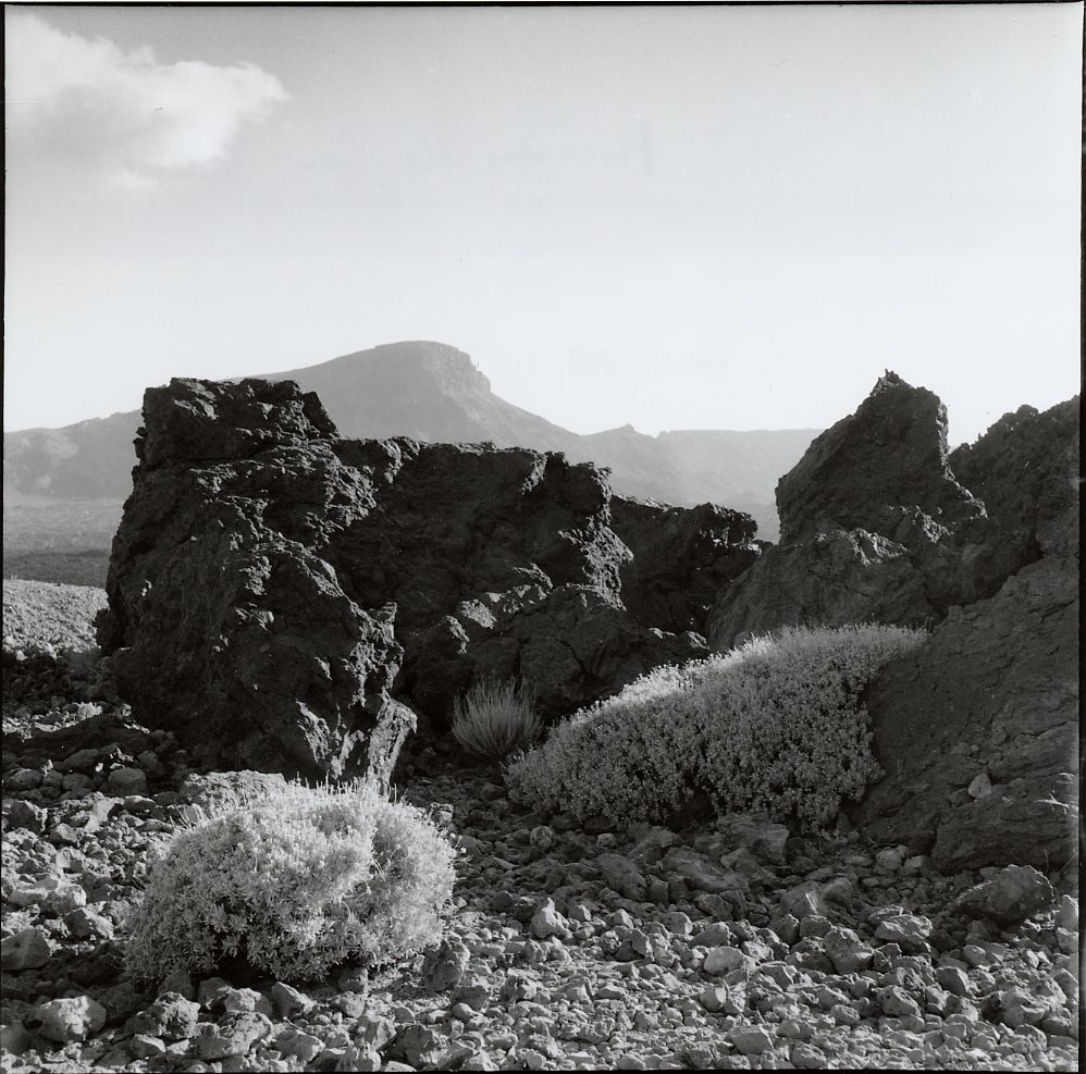 Ginster und zwei Sorten Lava (Teneriffa)