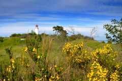 Ginster-Zeit am Leuchtturm Dornbusch 