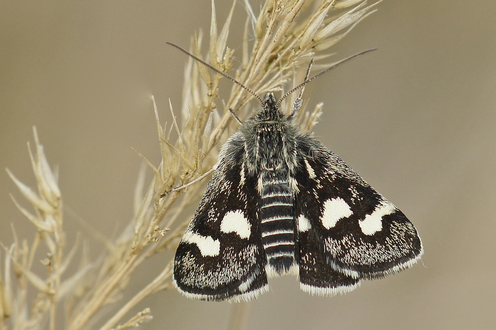 Ginster-Zünsler (Eurrhypis pollinalis)