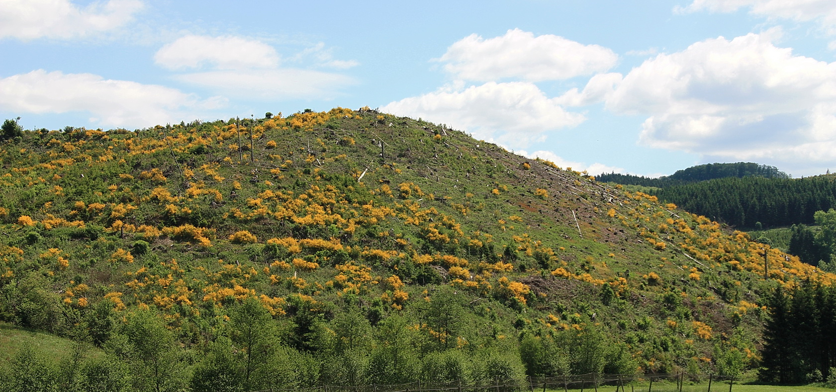 Ginsterberg im Sauerland