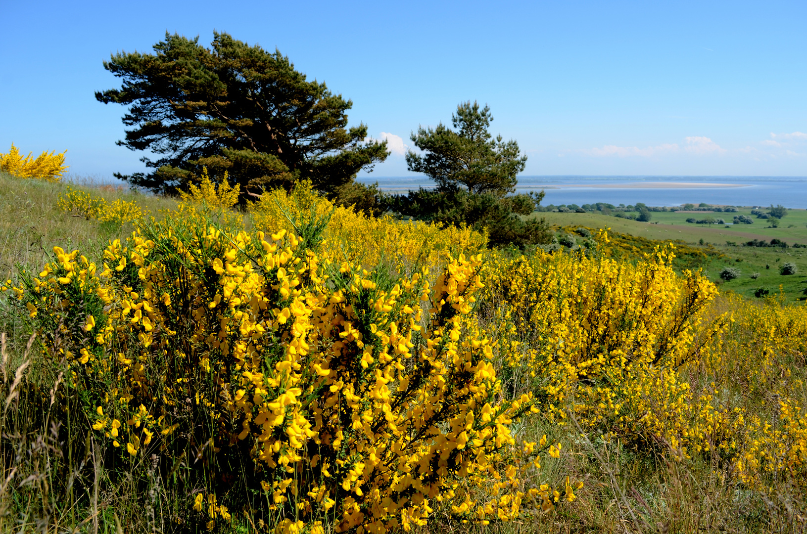 Ginsterblick Mai 2014