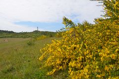 Ginsterblühte 2025 Insel Hiddensee 