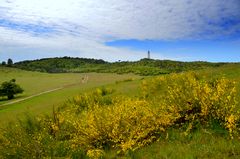 Ginsterblühte 2025 Insel Hiddensee 