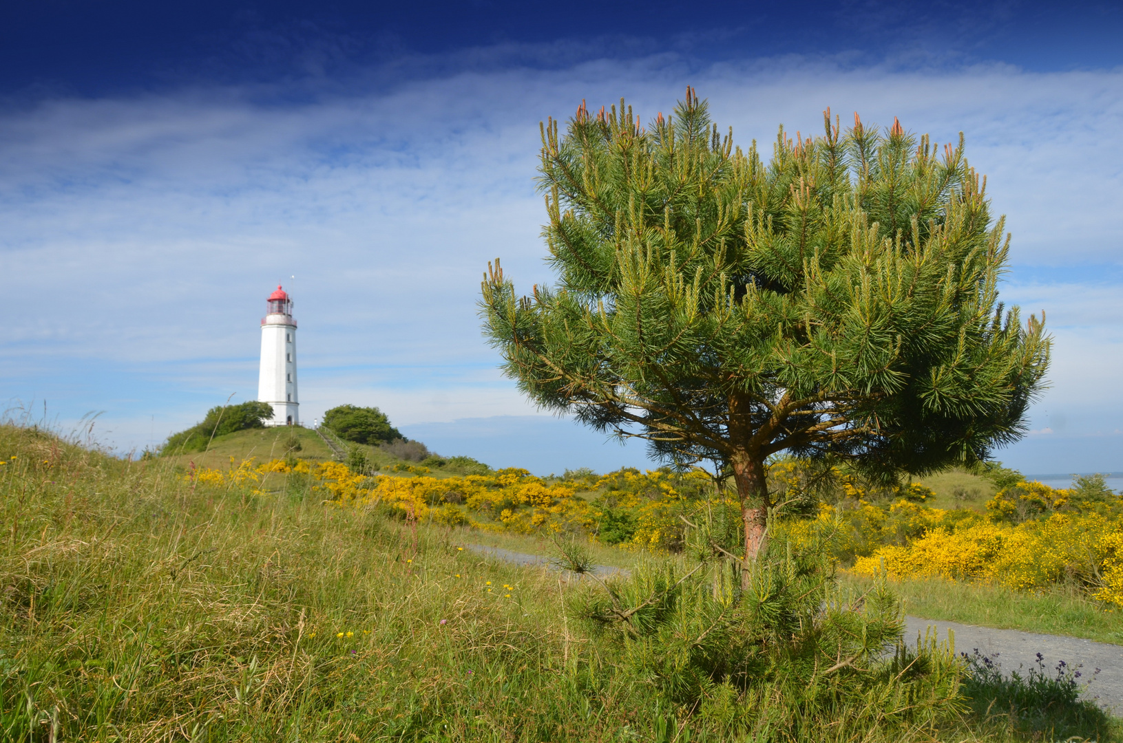 Ginsterblühte am Leuchtturm Dornbusch 