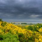 Ginsterblühte Insel Hiddensee/Juni 22