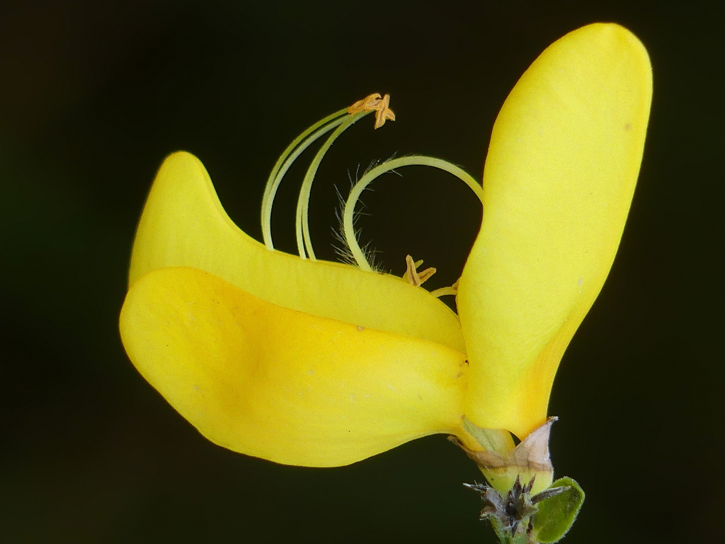 Ginsterblüte