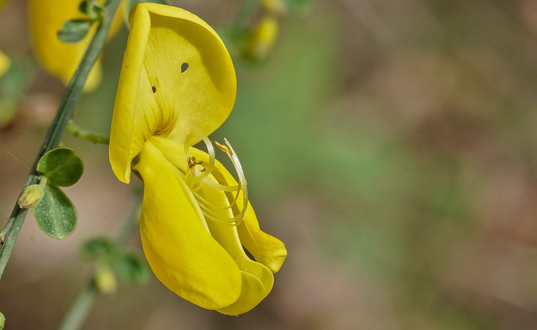 Ginsterblüte 2