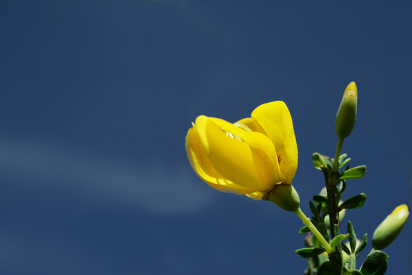 Ginsterblüte