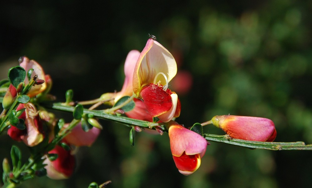 Ginsterblüte