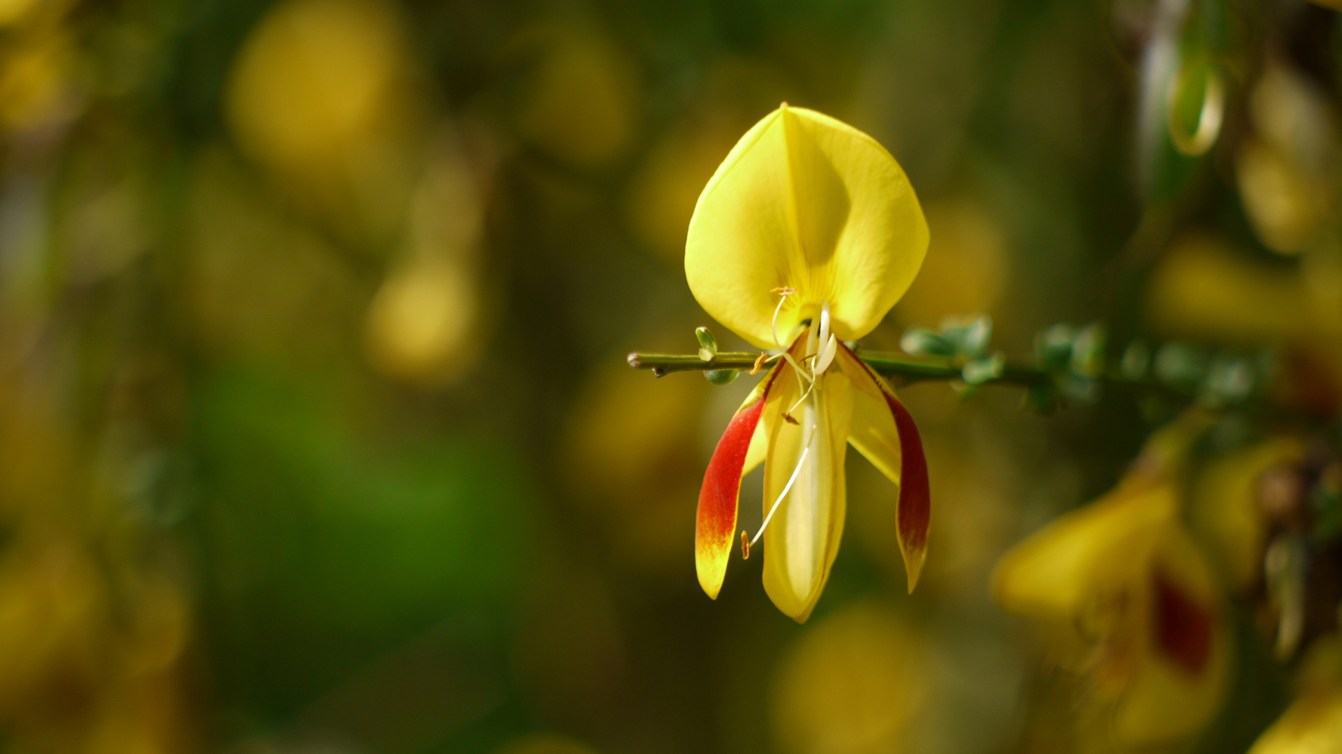 Ginsterblüte