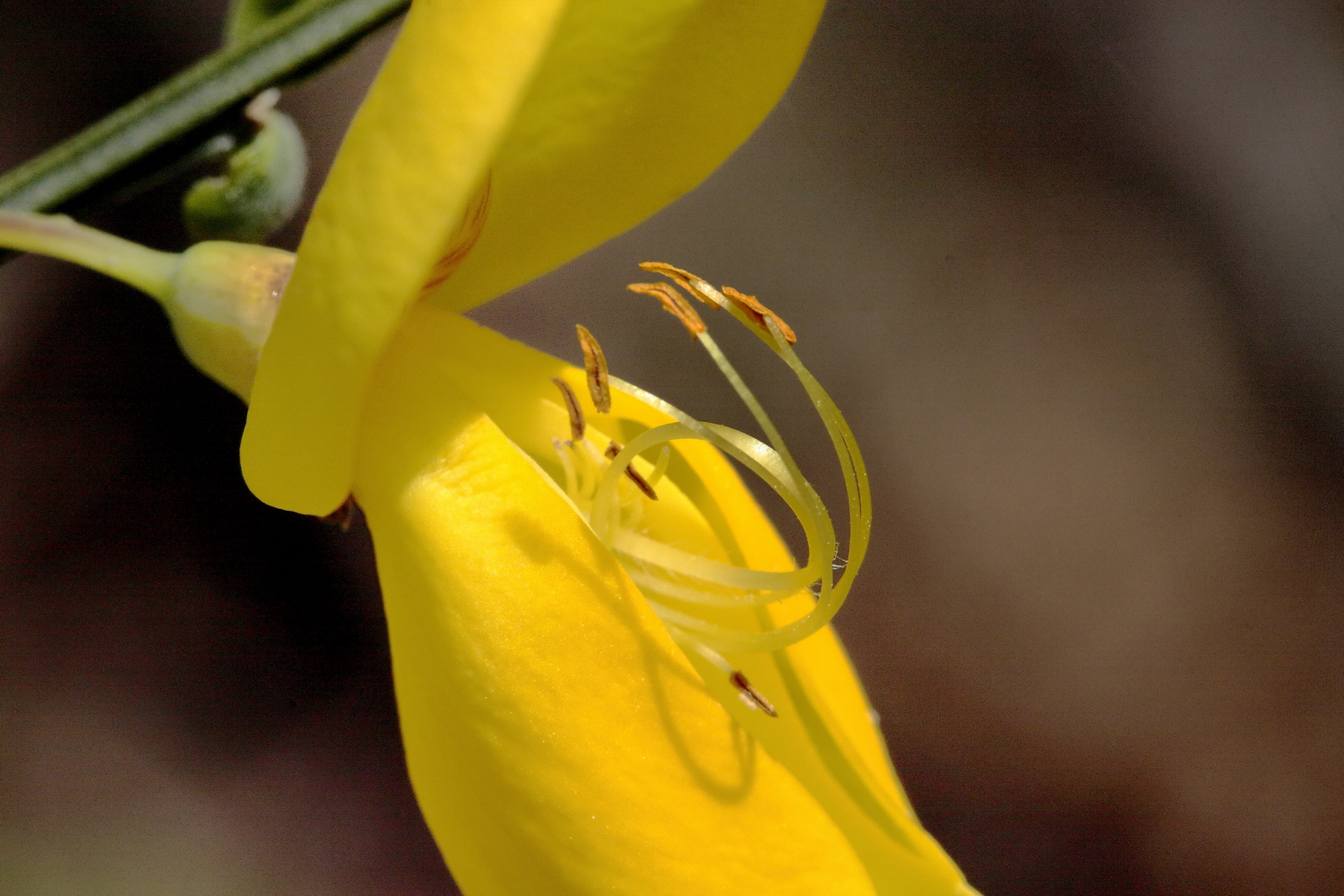 Ginsterblüte