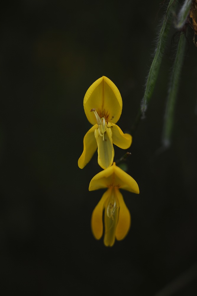 Ginsterblüte