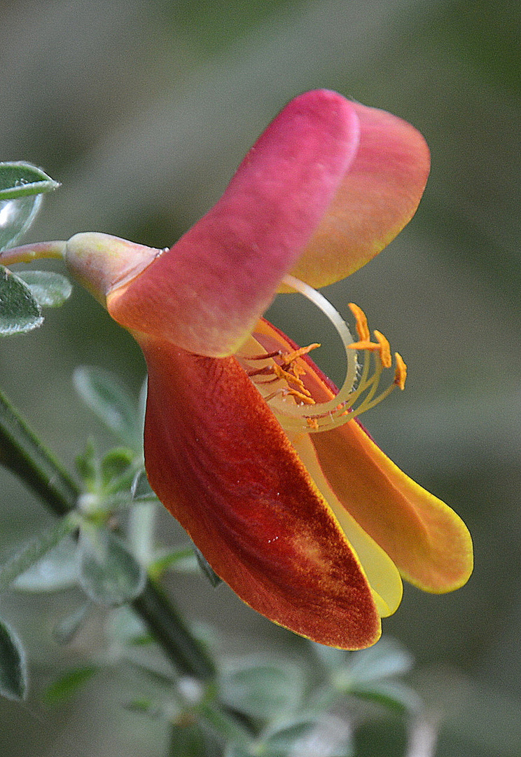 Ginsterblüte