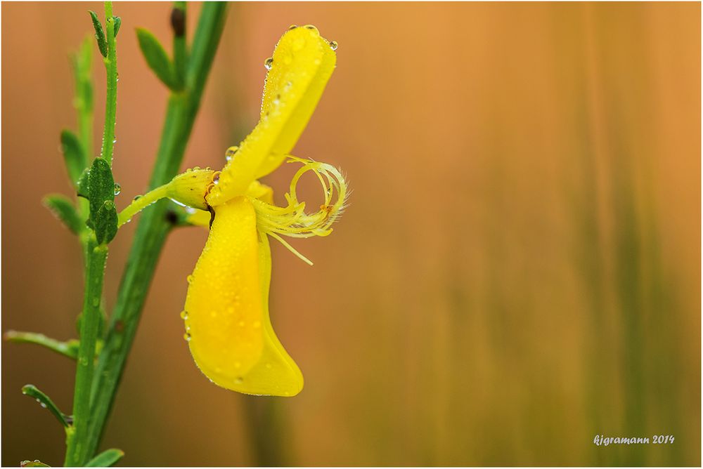 ginsterblüte......