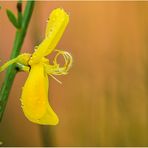 ginsterblüte......