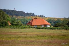 Ginsterblüte auf Hiddensee