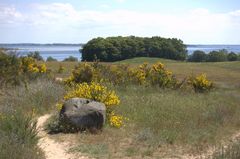 Ginsterblüte auf Hiddensee