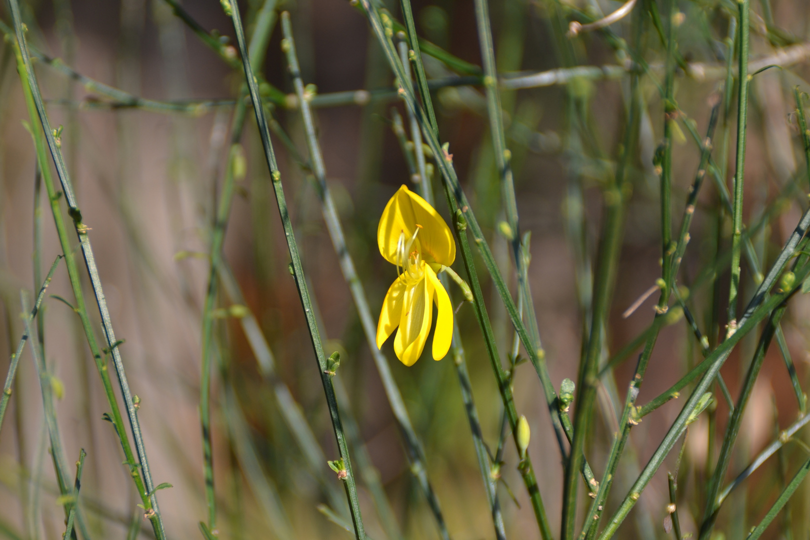 Ginsterblüte