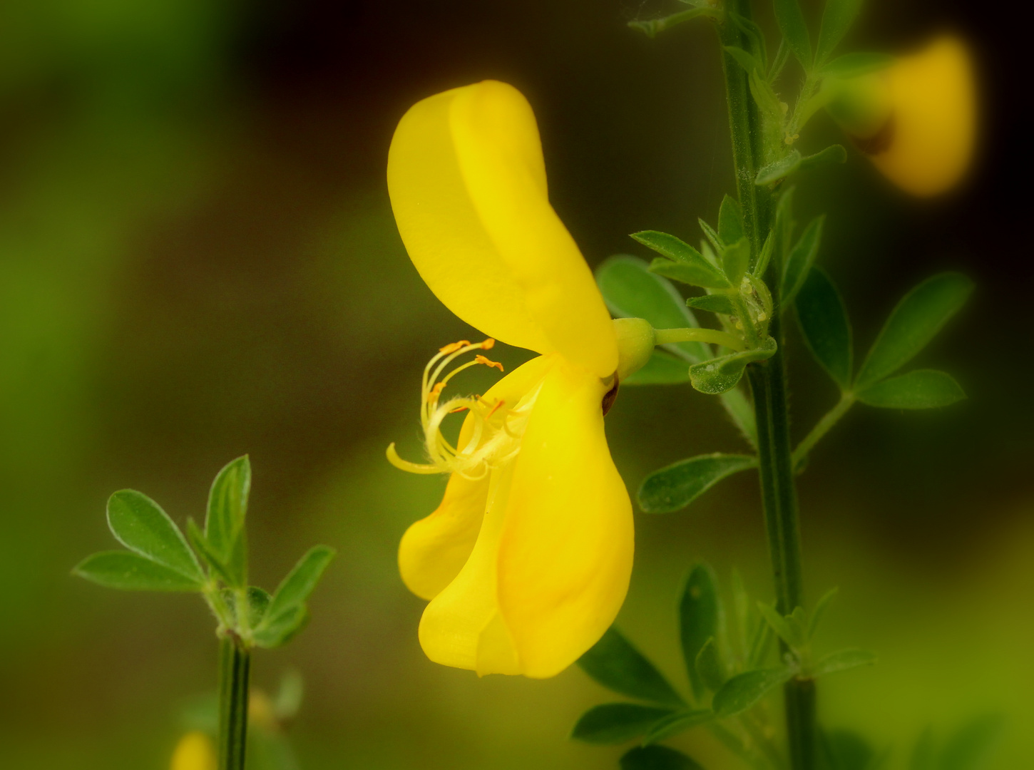 Ginsterblüte