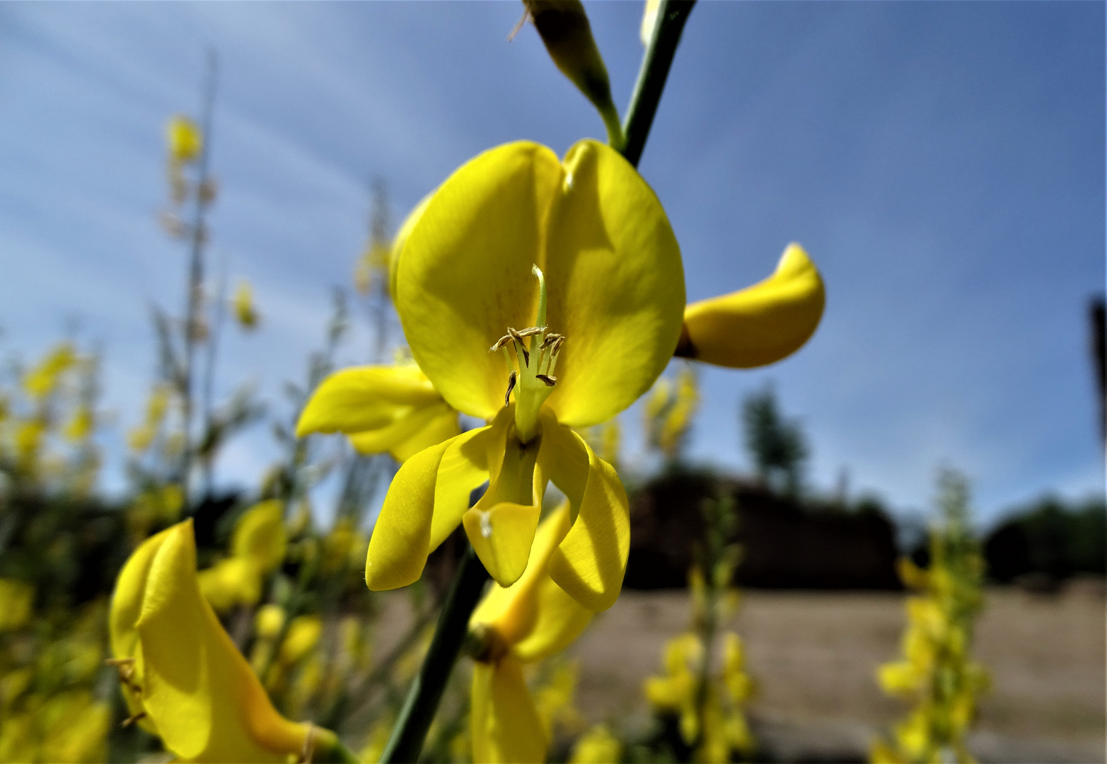 Ginsterblüte