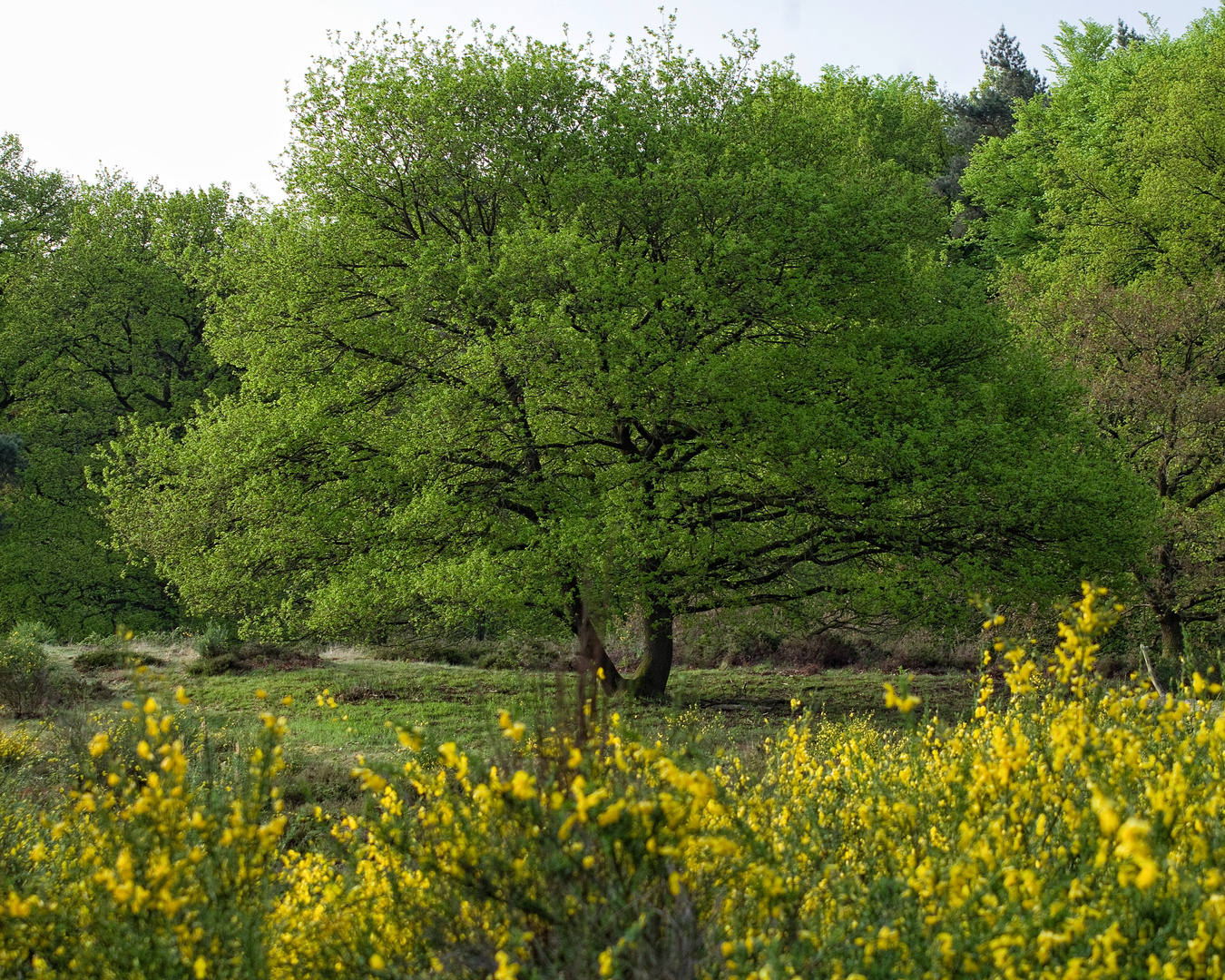 Ginsterblüte