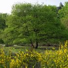 Ginsterblüte