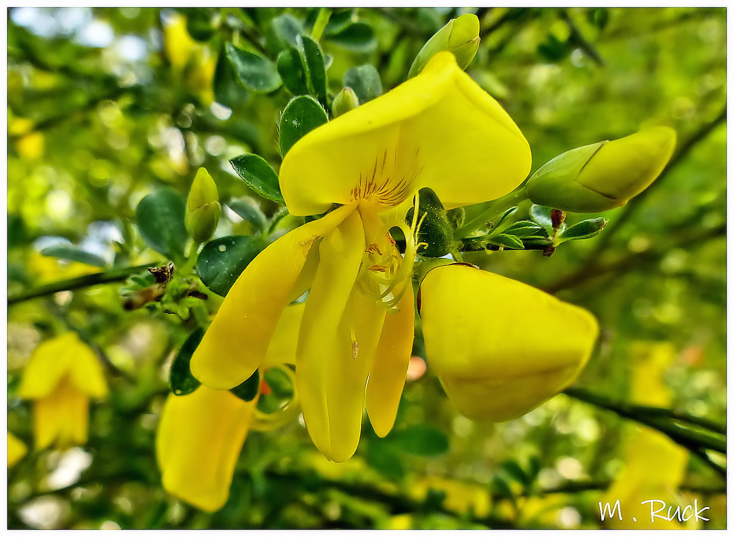 Ginsterblüte 