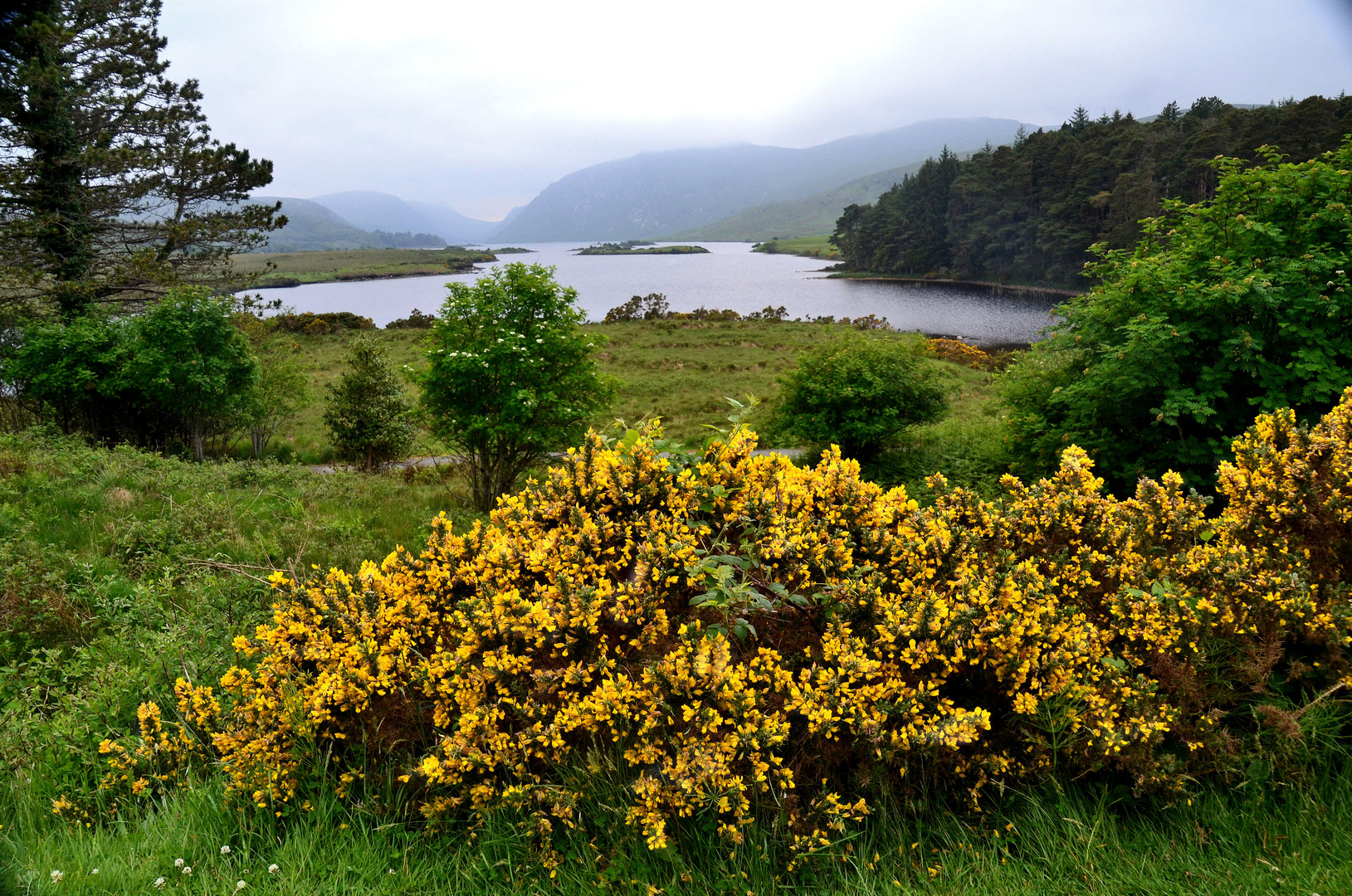 Ginsterblüte im Glenveaghen Nationalpark