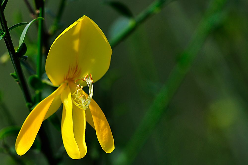 Ginsterblüte im Herbst