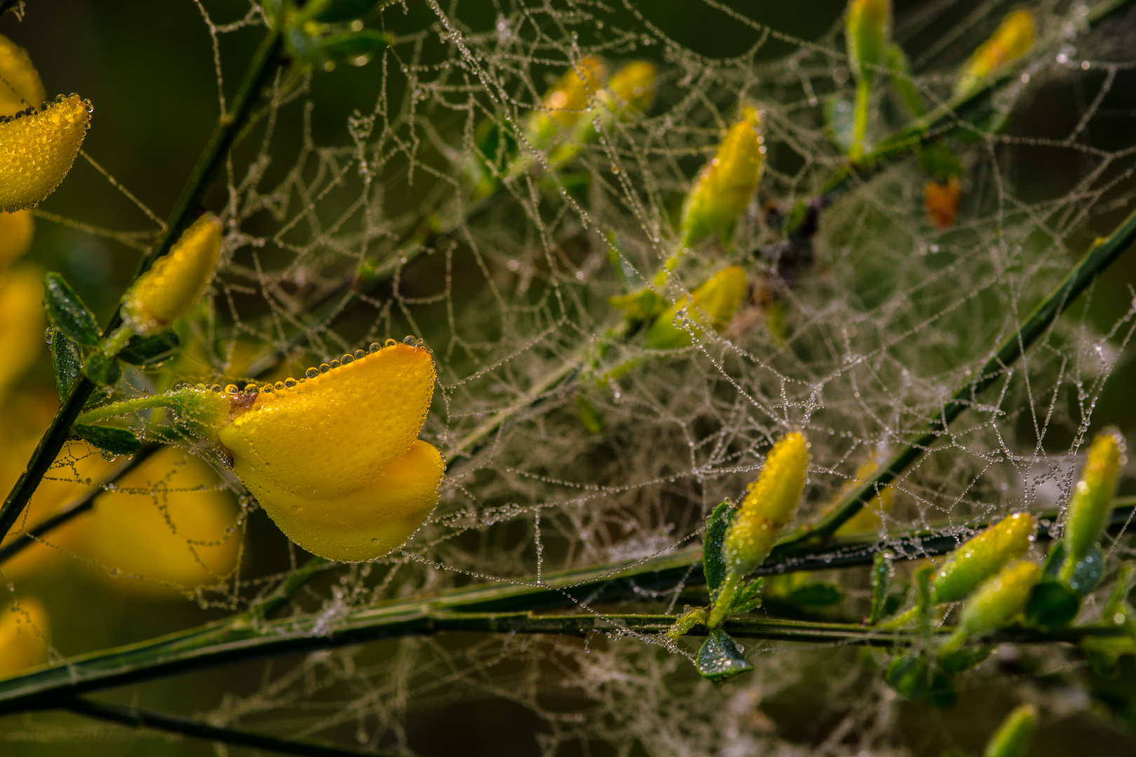 Ginsterblüte im Morgentau