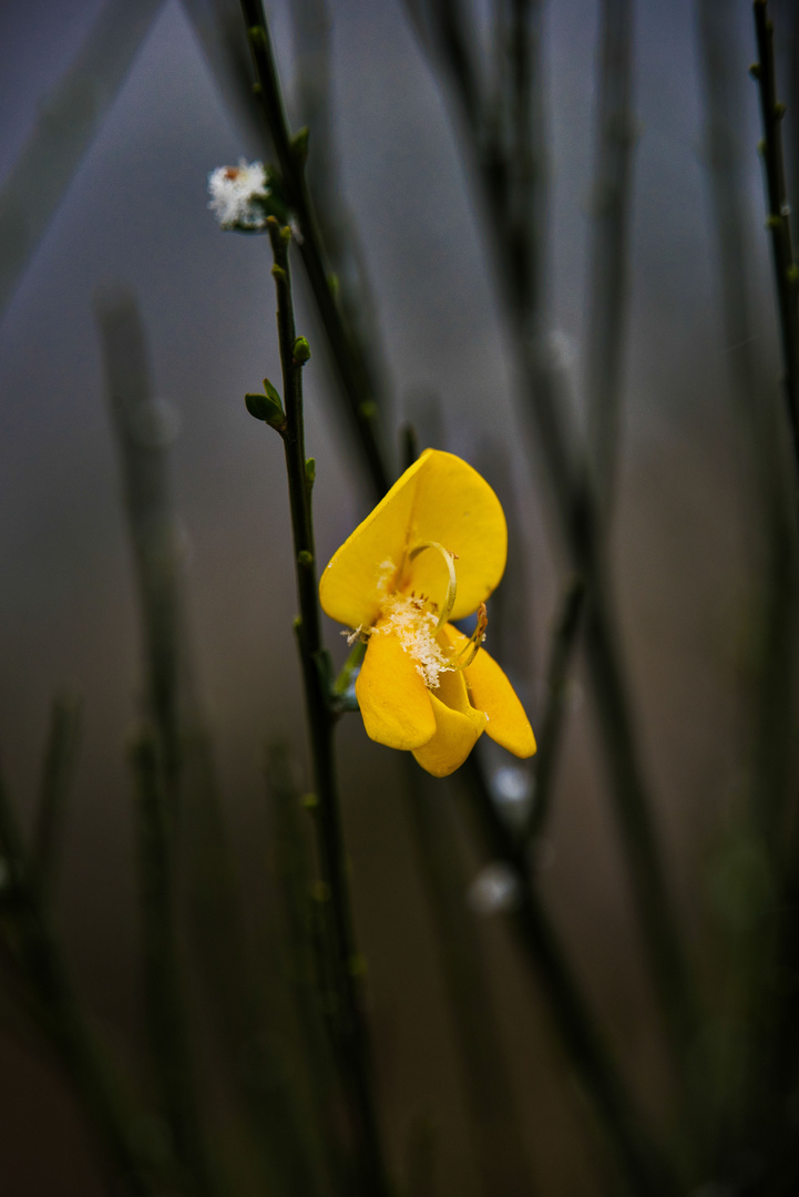 Ginsterblüte im Schnee - das Mittwochsblümchen