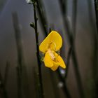 Ginsterblüte im Schnee - das Mittwochsblümchen