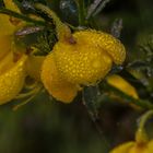 Ginsterblüte in der Wahner Heide