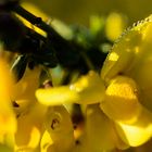 Ginsterblüte in der Wahner Heide