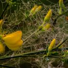 Ginsterblüte in der Wahner Heide