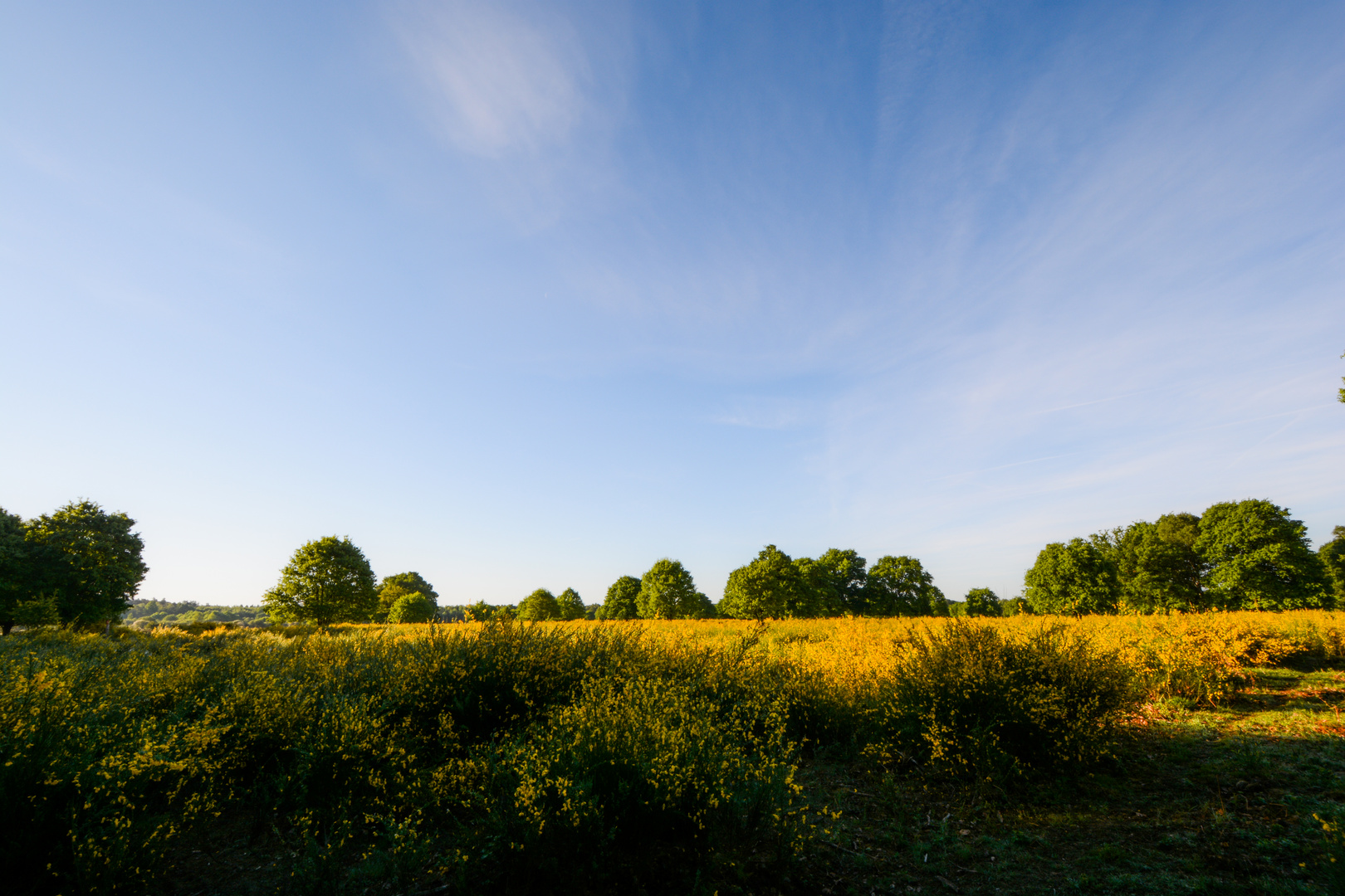 Ginsterblüte in der Wahner Heide