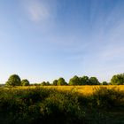 Ginsterblüte in der Wahner Heide