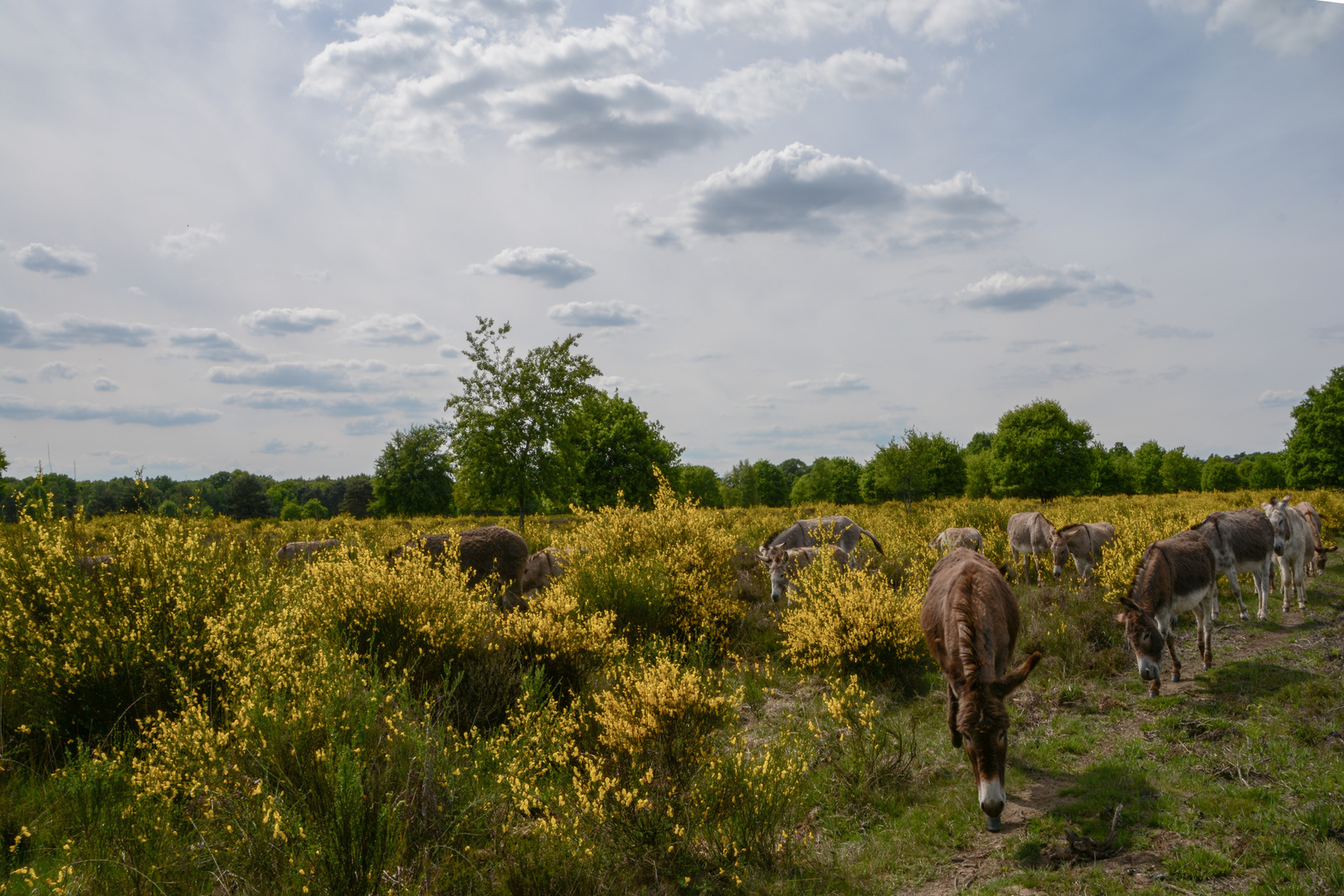 Ginsterblüte in der Wahner Heide