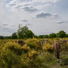 Ginsterblüte in der Wahner Heide