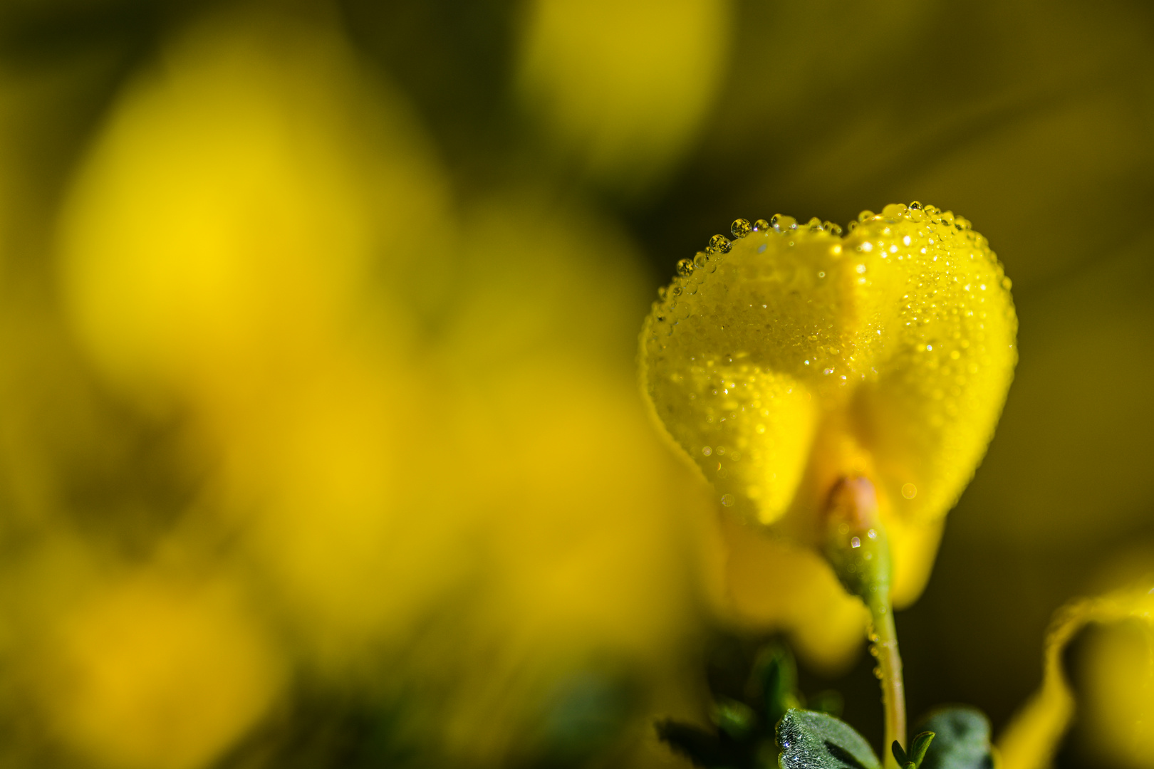 Ginsterblüte in der Wahner Heide