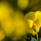 Ginsterblüte in der Wahner Heide