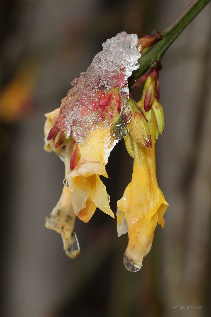 Ginsterblüte unter Eis