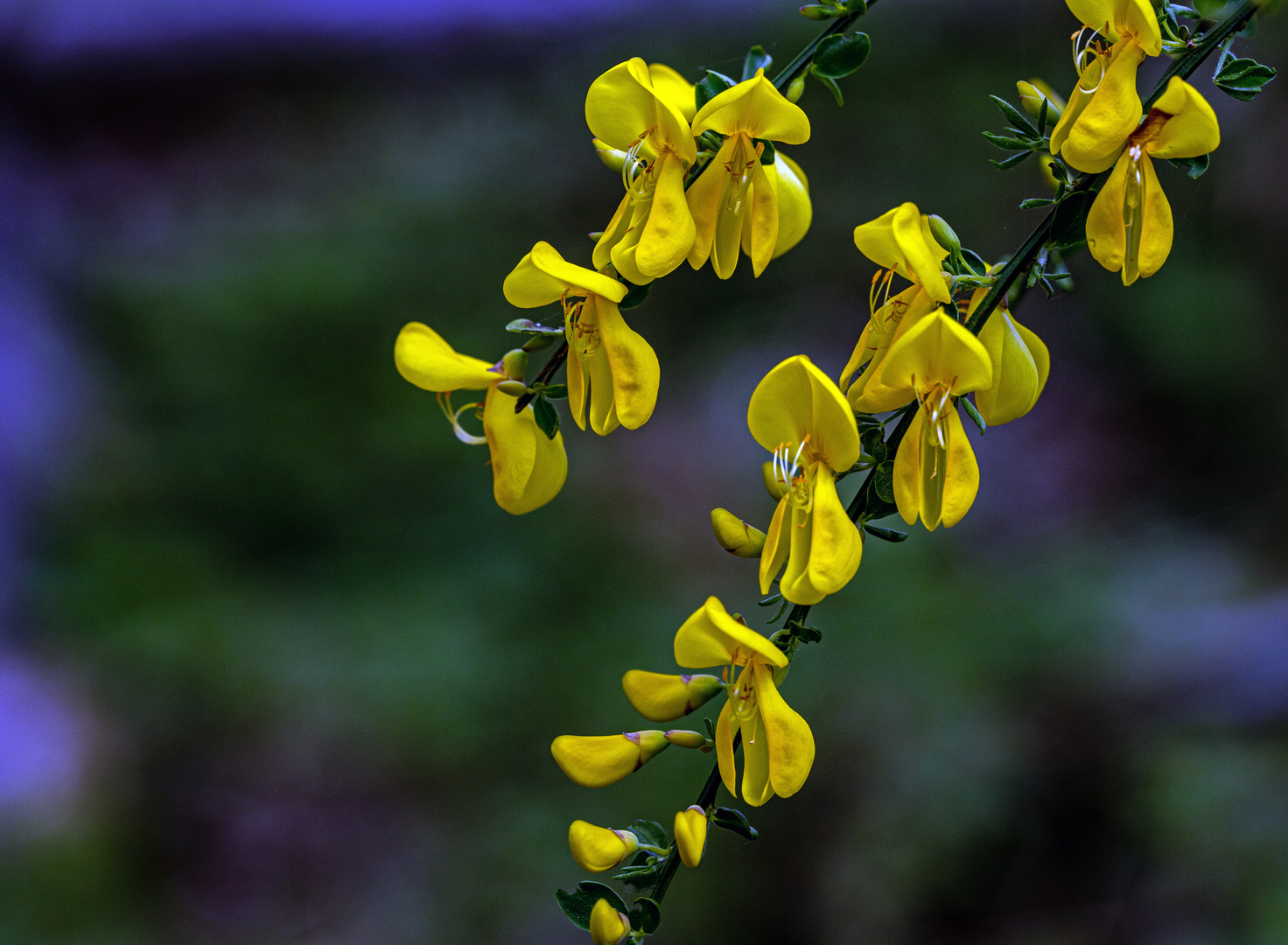 Ginsterblüten