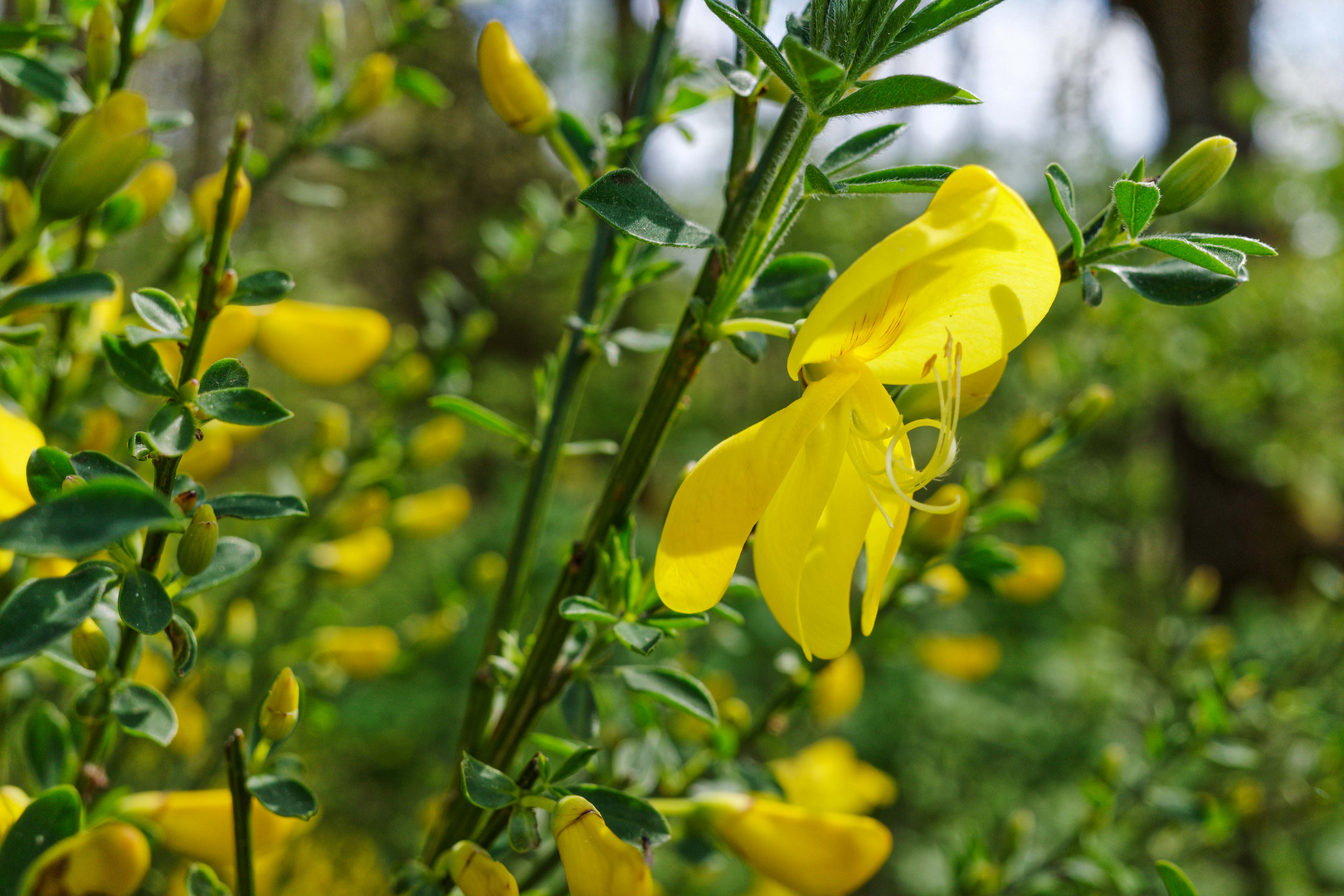 Ginsterblüten