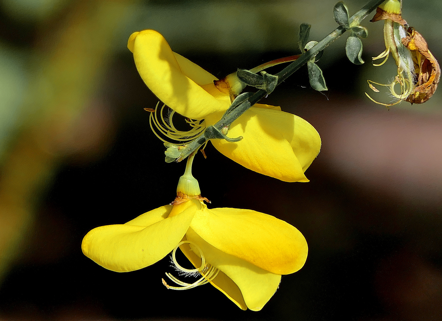   Ginsterblüten  