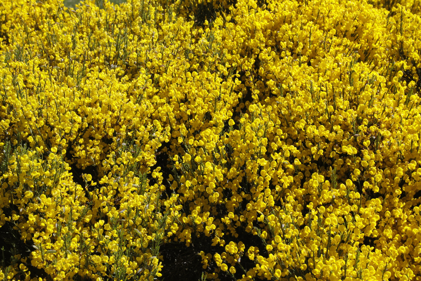 Ginsterblüten