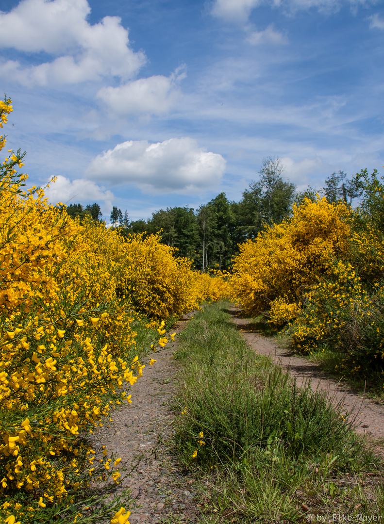 Ginsterblüten