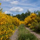 Ginsterblüten